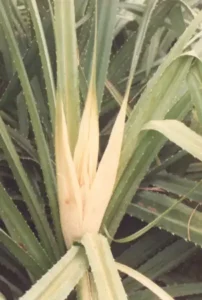attar kewra