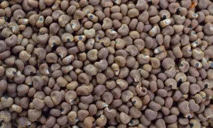 ambrette seed