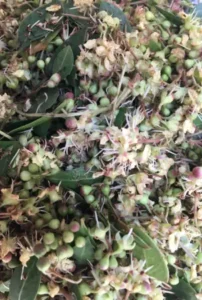 attar mehndi (lawsonia inermis)