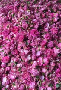 attar gulab