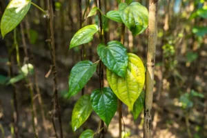 betel leaf oil