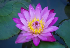 blue lotus absolute