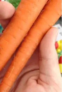 carrot seed oil