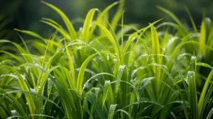 citronella oil