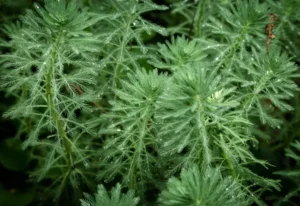 davana oil