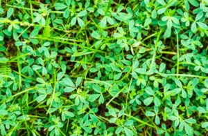 fenugreek oil