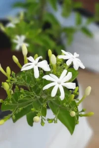 jasmine auriculatum absolute