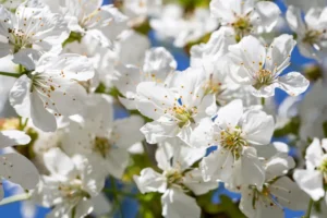 jasmine essential oil