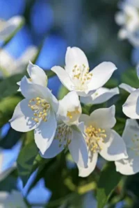 jasmine grandiflorum absolute