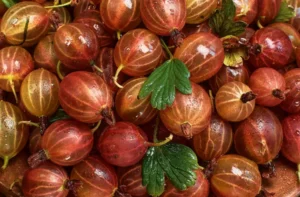 jojoba oil