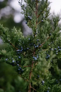 juniperberry oil