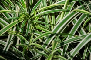 kewra essential oil