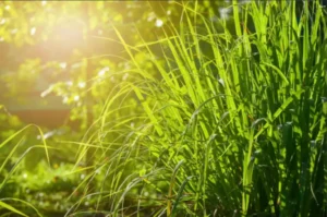 lemongrass oil