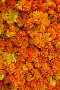 marigold