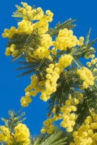 mimosa absolute