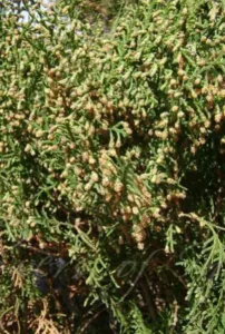 oriental thuja