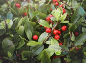 rosehip oil