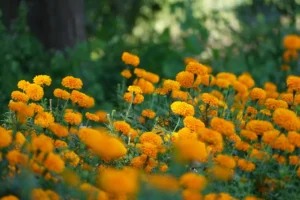 tagetes oil