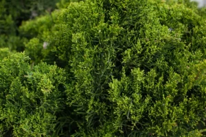 thuja oil