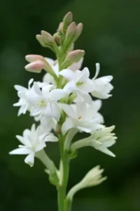 tuberose absolute
