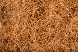 vetiver oil