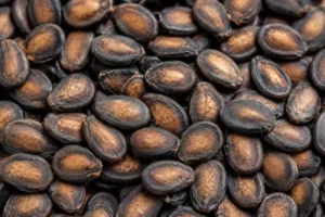 watermelon seed oil