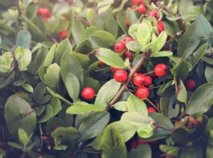 wintergreen oil